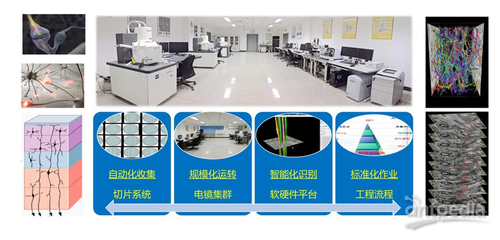 細(xì)胞能量工廠——線粒體如何解碼神經(jīng)元活動(dòng)模態(tài)及其在網(wǎng)絡(luò)技術(shù)開發(fā)中的應(yīng)用